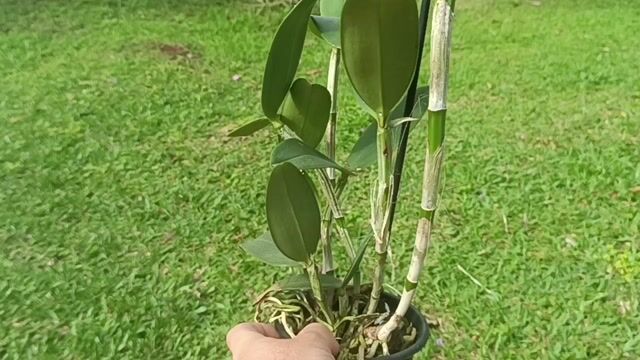 Vídeo de Orquidário Wolf