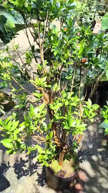 Vídeo de Muda De Cereja Do Rio Grande 1,20m Produzindo - Excepcional Qualidade Com Frutos No Pé