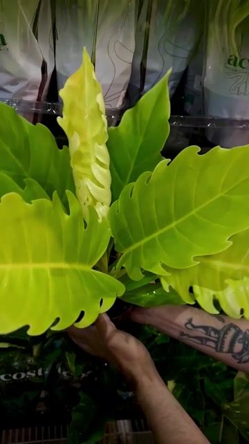 Vídeo de Philodendron 'Pluto' Áureo - Pote 12