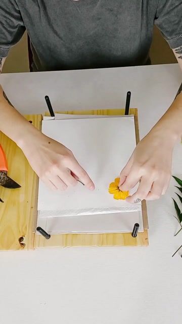 Vídeo de Florescência