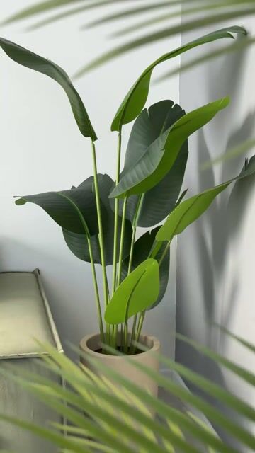 Video de Planta Strelitzia Artificial 160cm