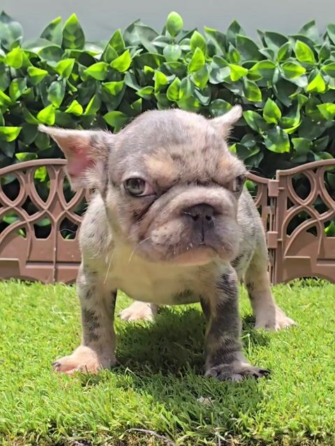 Video de Bulldog Francés Blue merle and tan Big Rope Macho