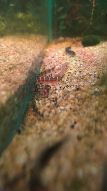 Video de ReefLand Aquario