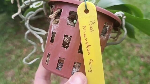 Vídeo de Orquidário Wolf