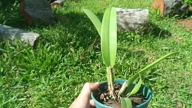 Vídeo de Orquidário Wolf