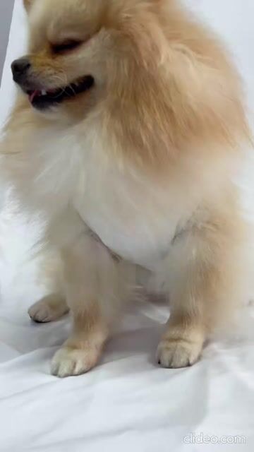 Vídeo de Roupa Pós Cirúrgica Cachorro Unissex UV Castração Branca