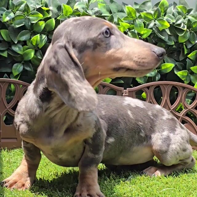 Video de Salchicha Blue merle Hembra