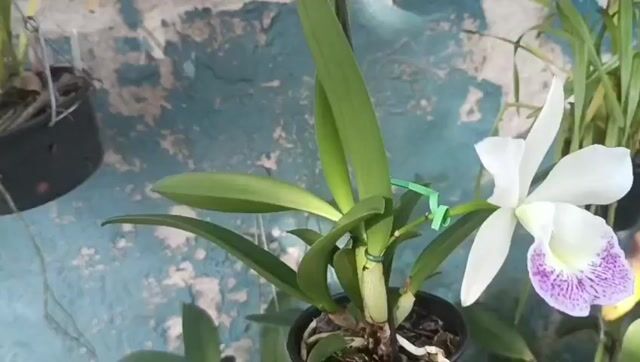 Vídeo de Orquidário Wolf