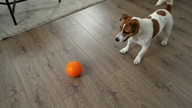Vídeo de PetStory - Inovações e Acessórios Pet