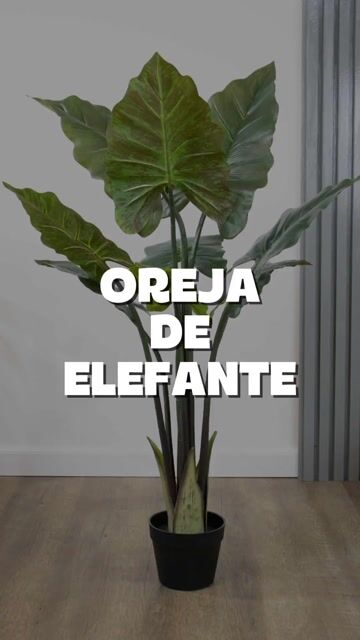 Video de Planta Oreja de Elefante Artificial 110cm