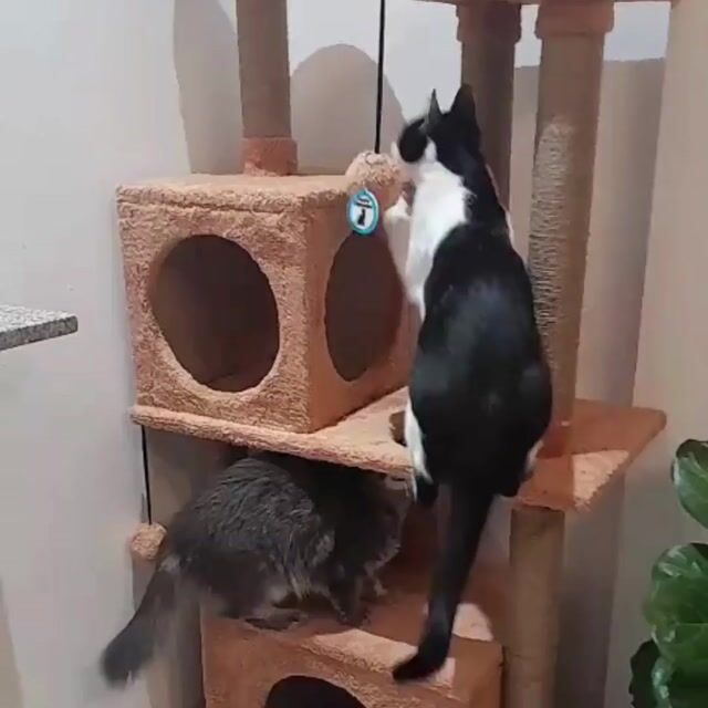 Video de CUATRO ELEMENTOS AR