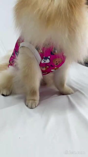 Vídeo de Roupa Pós Cirúrgica Para Cachorro UV Fêmea Rosa Cachorrinhos