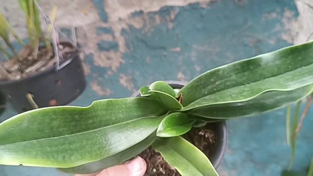 Vídeo de Orquidário Wolf