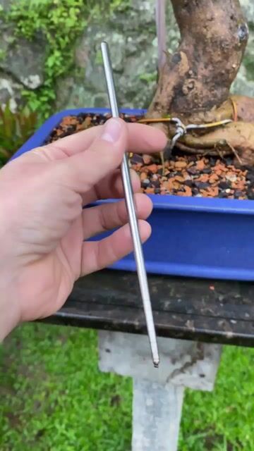 Vídeo de Hashi de Aço Inox para Bonsai - F06