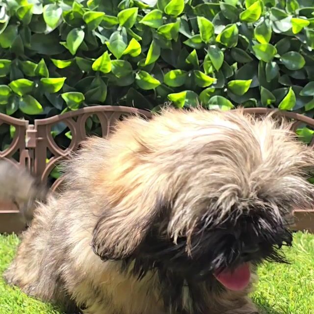 Video de Shih Tzu Sable Hembra