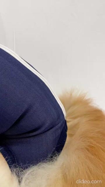 Vídeo de Roupa Pós Cirúrgica Cachorro Unissex UV Castração Azul Jeans