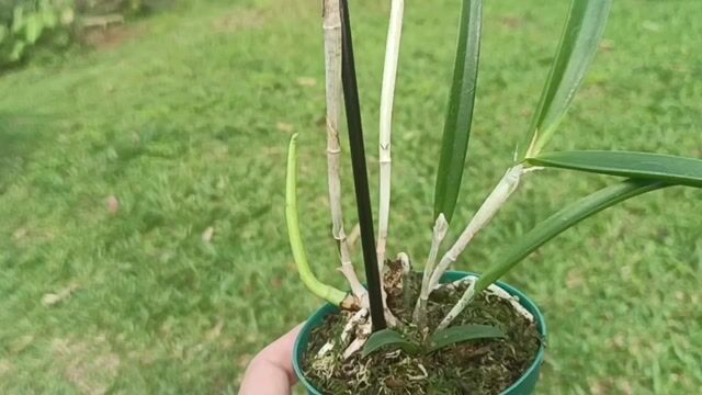 Vídeo de Orquidário Wolf