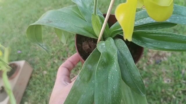 Vídeo de Orquidário Wolf