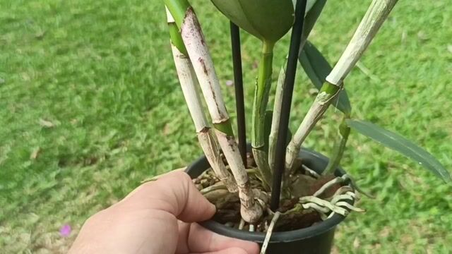 Vídeo de Orquidário Wolf