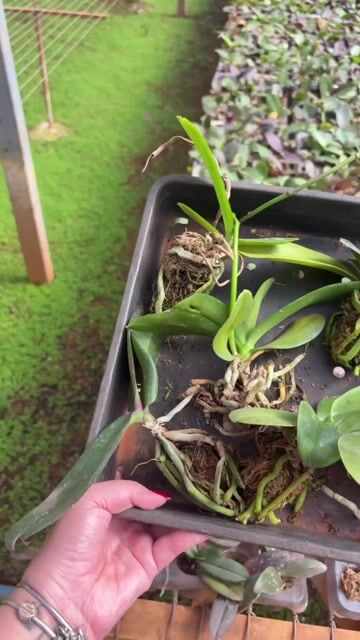 Vídeo de Kit 10 Phalaenopsis muda + adubo de brinde