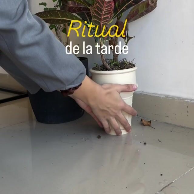 Video de Muff