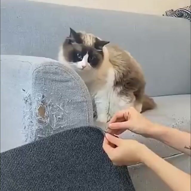 Vídeo de Pet Date