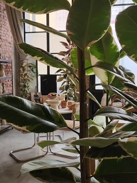Video de PLANTA — Concept store de plantas, macetas y objetos artesanales | Villa Crespo, Buenos Aires