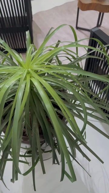 Video de Poltrona Guarujá em Alumínio com Corda Náutica e Estofado para Área Externa