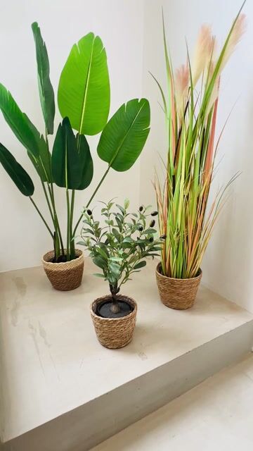 Video de Combo TENDENCIA - Solo Plantas