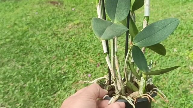 Vídeo de Orquidário Wolf