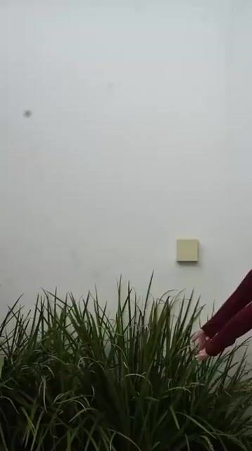 Vídeo de AURUM