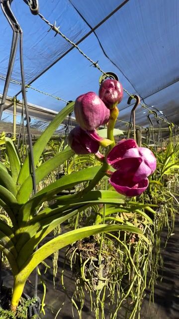 Vídeo de Orquidário Lumani