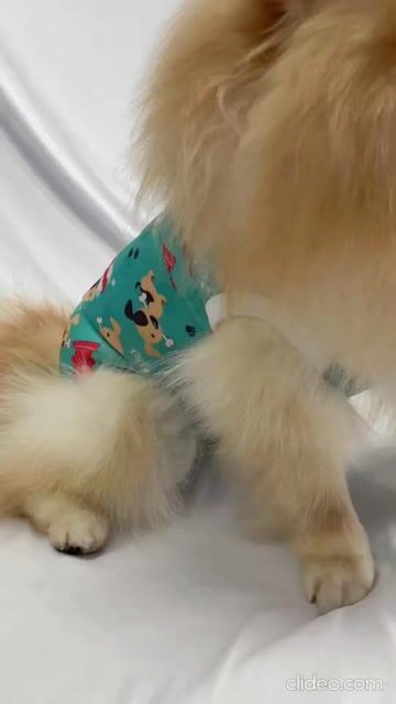 Vídeo de Roupa Pós Cirúrgica Para Cachorro UV Macho Azul Cachorrinho