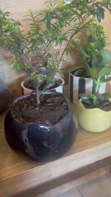Video de Planta + maceta amorfa