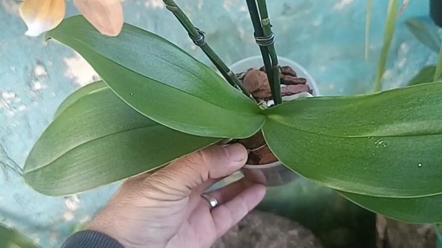 Vídeo de Orquidário Wolf