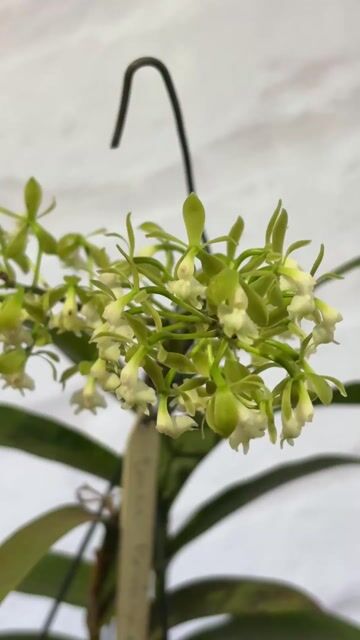 Vídeo de Epidendrum Coronatum raro