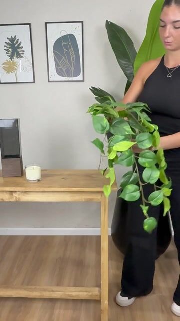 Video de Colgante Potus con maceta 60cm