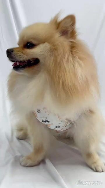 Vídeo de Roupa Pós Cirúrgica Cachorro Unissex UV Castração Cachorrinhos Off-White