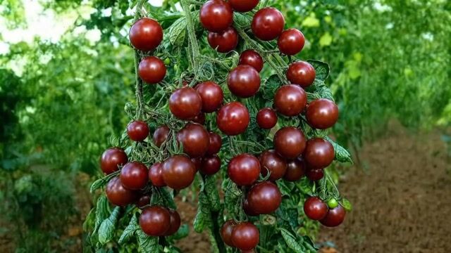Vídeo de 10 Sementes De Tomate Black Cherry