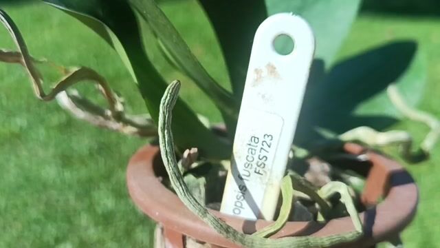 Vídeo de Orquidário Wolf