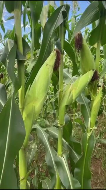 Vídeo de Lojão do Produtor | Rural, Sementes, Insumos, Irrigação