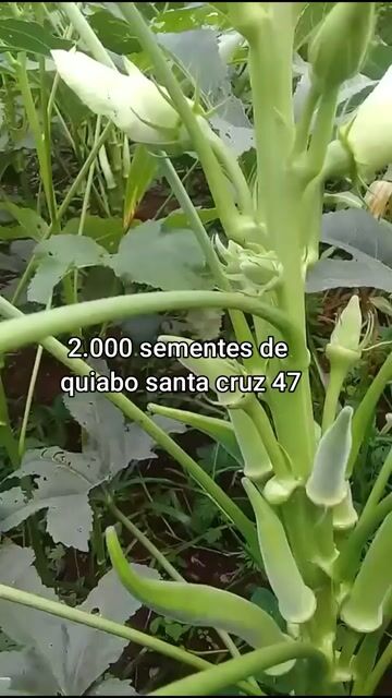 Vídeo de Lojão do Produtor | Rural, Sementes, Insumos, Irrigação