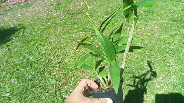 Vídeo de Orquidário Wolf