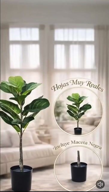 Video de Planta Artificial FICUS Pandurata 70 cm