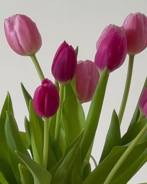 Vídeo de Vaso de Tulipas