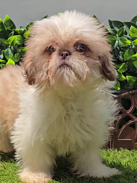 Video de Shih Tzu Bicolor Choco Hembra