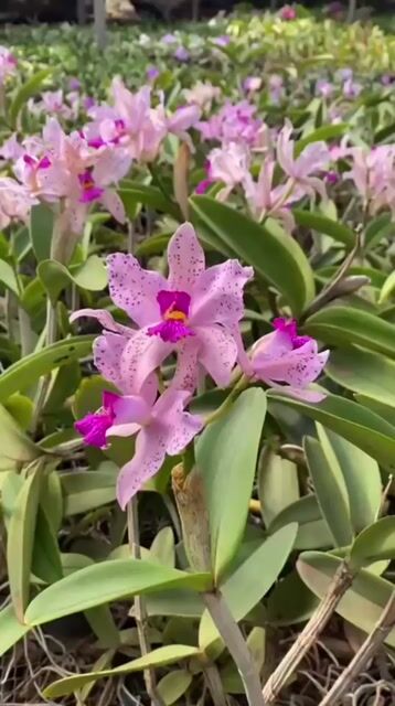 Video de Orquídea Cattleya Amethistoglossa Adulta e com botões ou flores em 18.08.26
