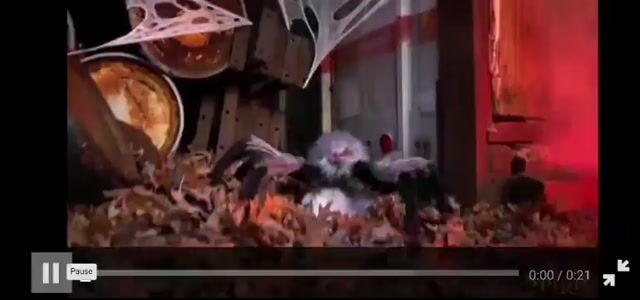 Video de Araña Saltarina