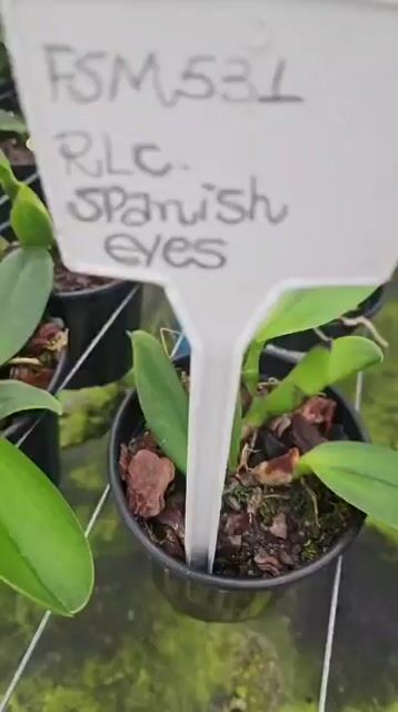 Vídeo de Orquidário Wolf