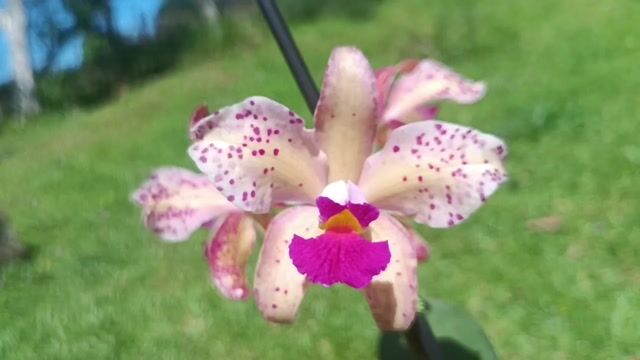 Vídeo de Orquidário Wolf